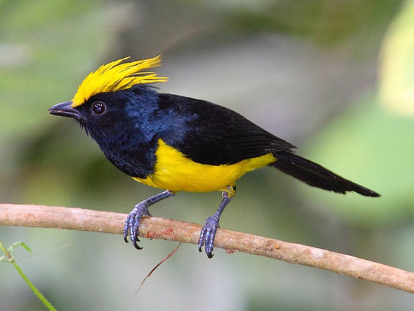  p>鸟类羽冠(bird crista):亦称 a href="#" data-lemmaid="22736143"