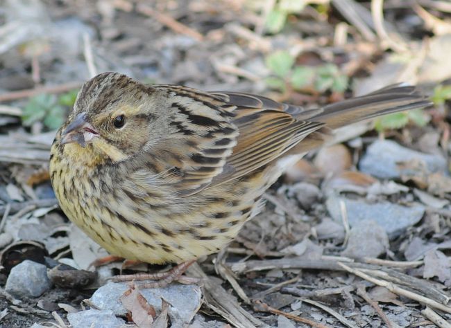  p>灰头鹀日本亚种(学名:emberiza spodocephala personata)属小型 a
