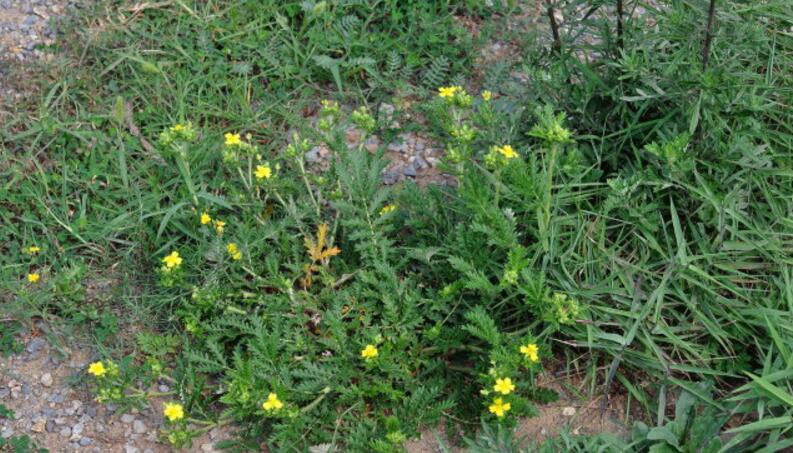 丛生钉柱委陵菜