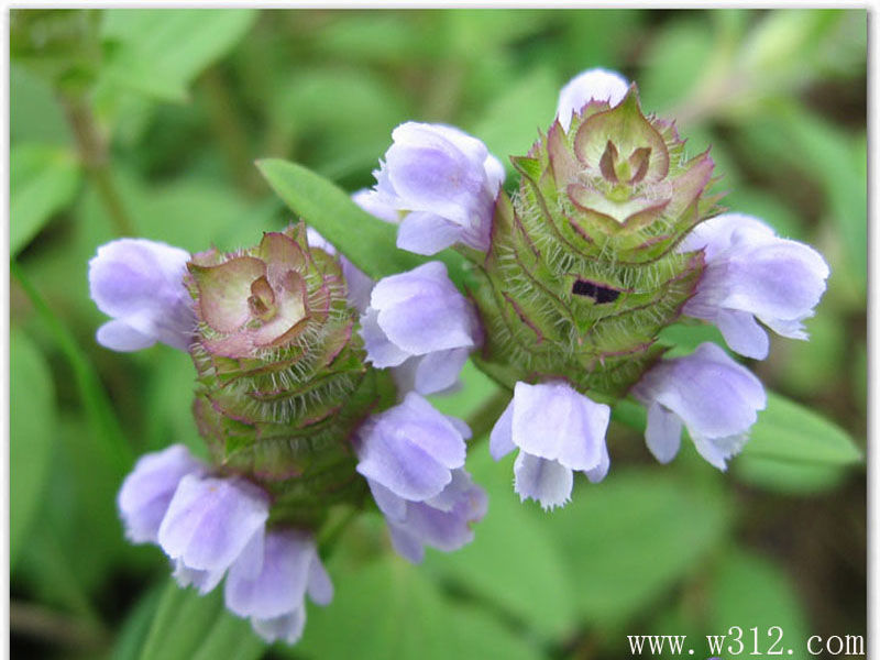  p>狭叶夏枯草, a target="_blank" href="/item/多年生草本/3514470"