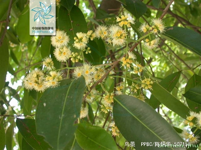  p>海南蒲桃(学名: i>syzygium hainanense /i> chang et miau)是