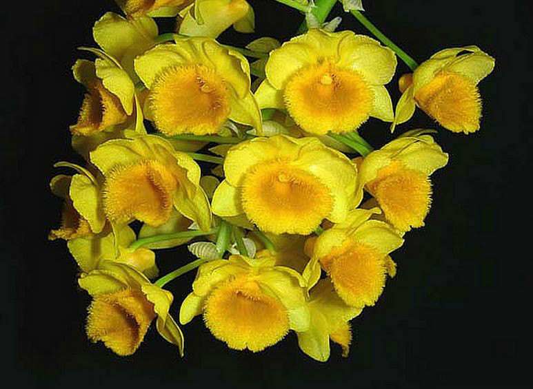  p>密花石斛(学名: i>dendrobium densiflorum /i>  lindl.