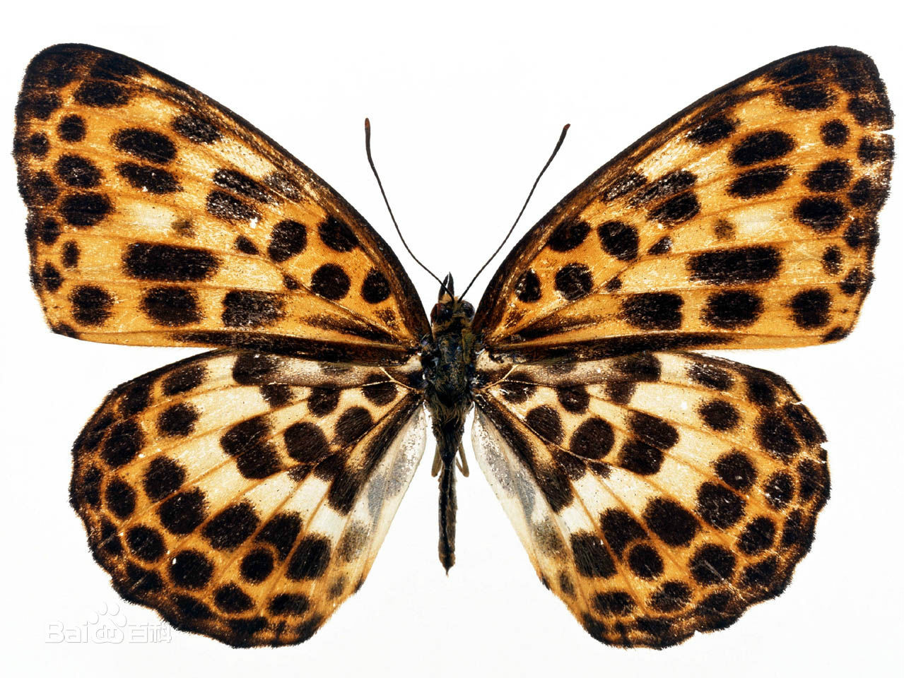  p>老豹蛱蝶 i>(学名:argyronome laodice) /i>,是蛱蝶科豹纹类蝴蝶的