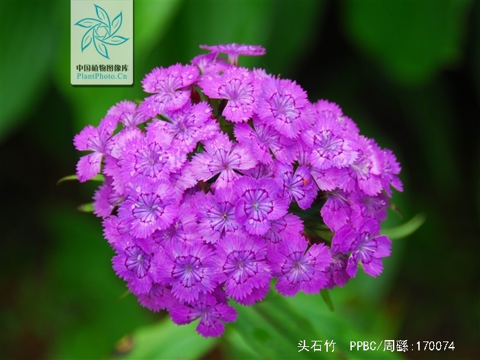  p>头石竹(学名: i>dianthus barbatus /i> l. var.