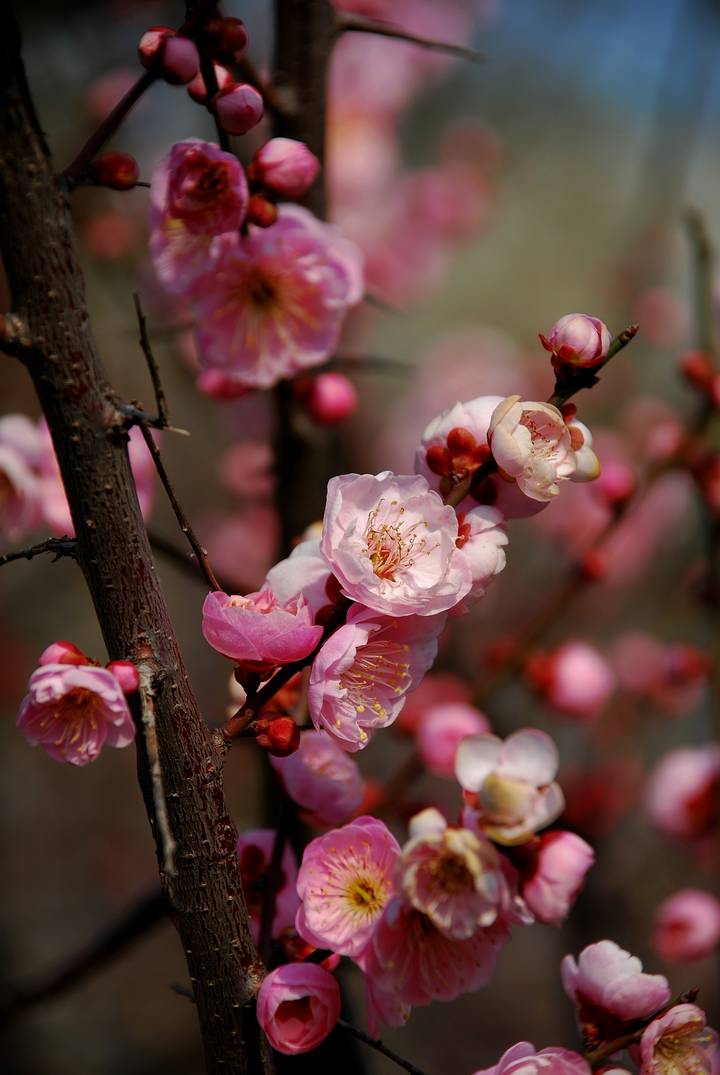  p>宫粉梅是梅花品系中真梅系直枝梅类宫粉型,其花复瓣至重瓣,呈或深