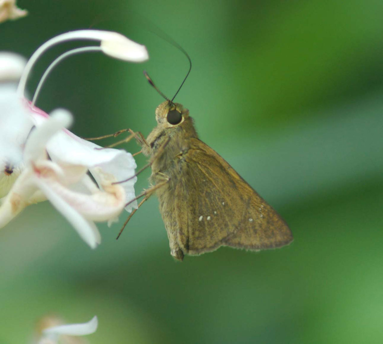  p>隐纹谷弄蝶( i>pelopidas mathias /i>)是谷弄蝶属下的弄蝶.