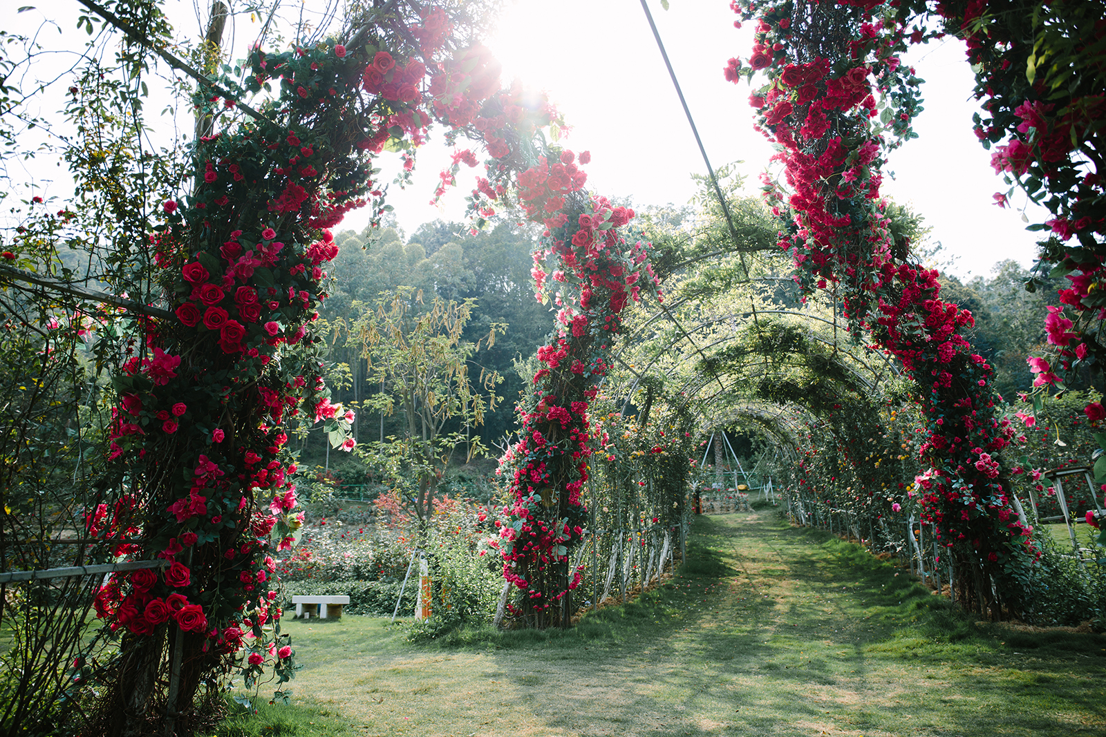 东方树玫瑰园