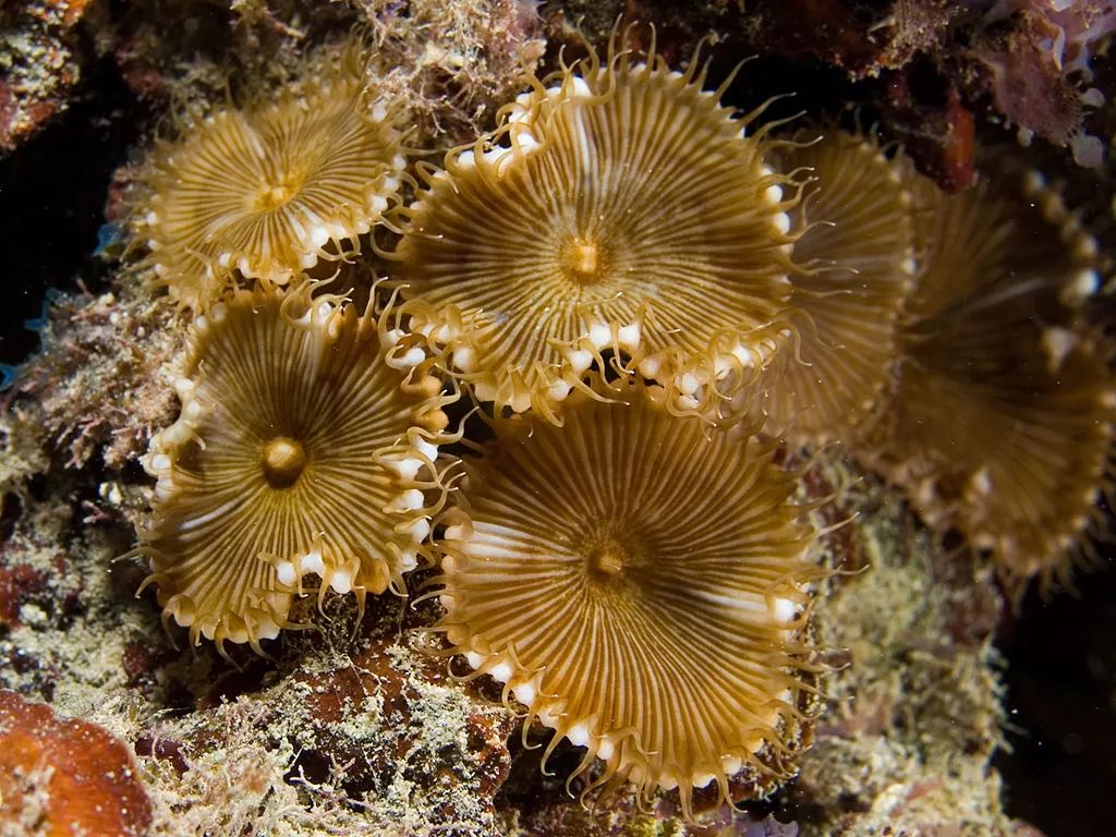 洗鱼缸引发生化危机 剧毒元凶反倒成就当代有机合成奇迹 百科ta说