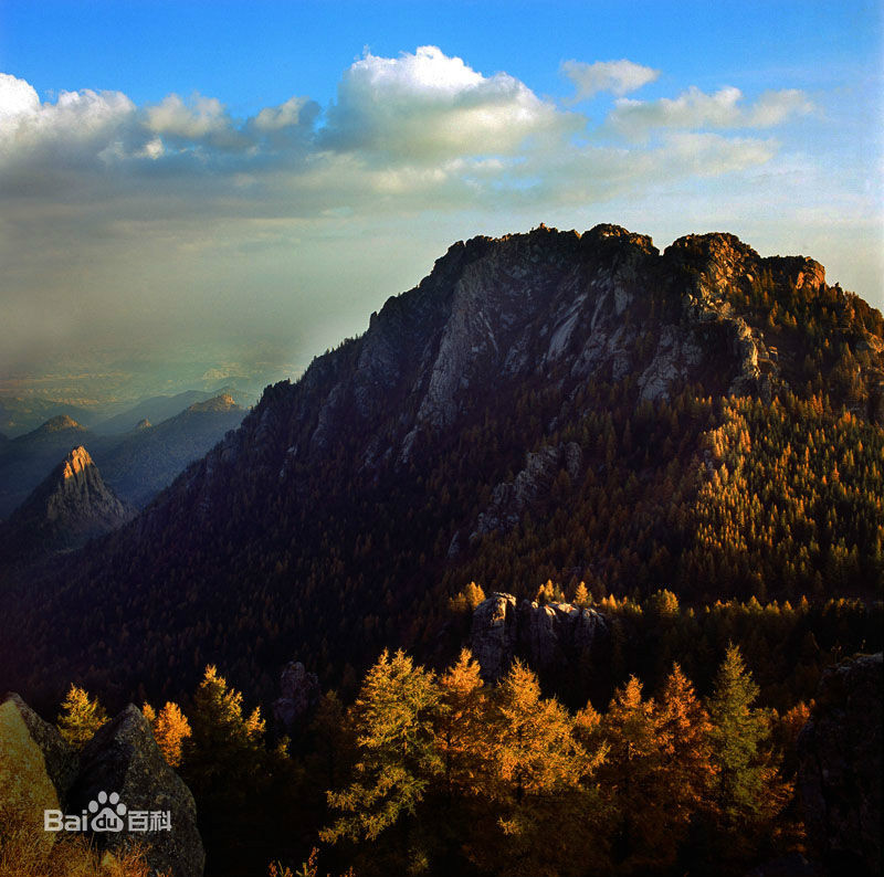 芦芽仙草茶,高海拔野生草本植物,产自山西五寨县国家原始森林芦芽山脉