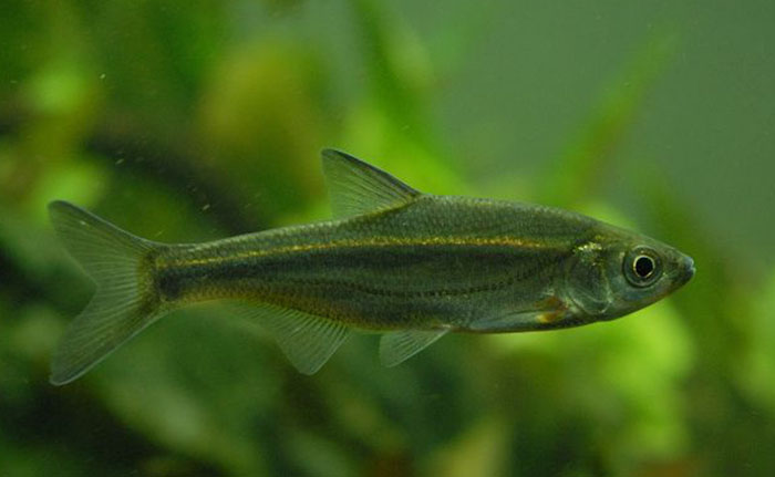 背鳍起点位于腹鳍起点的后