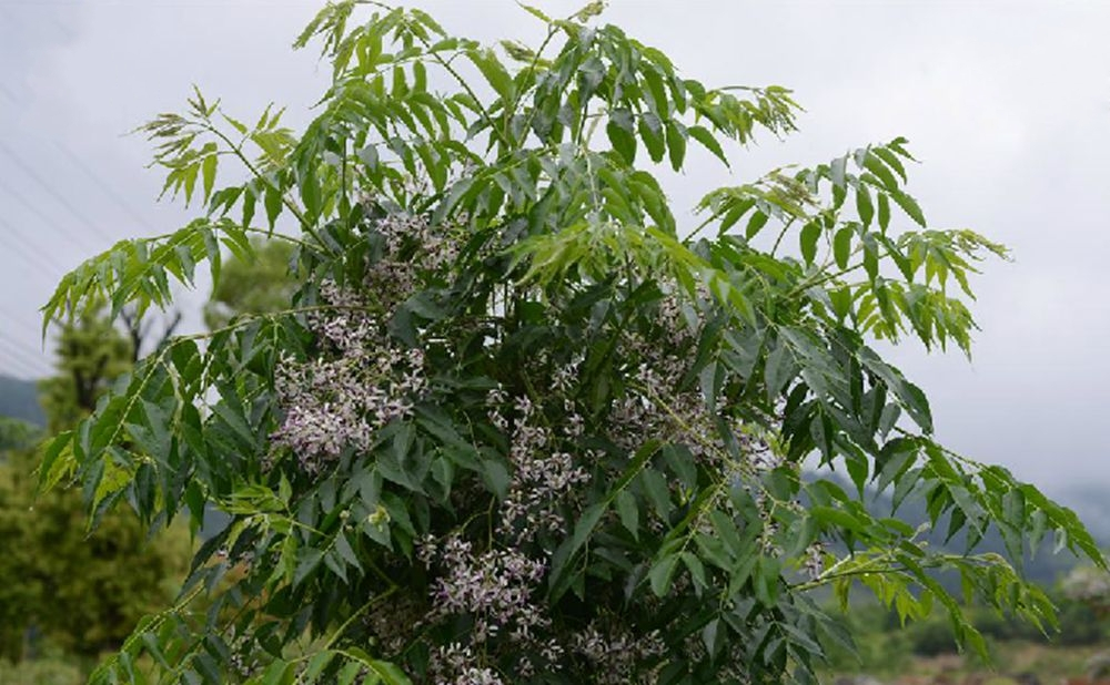 楝（楝科楝属植物）_百度百科