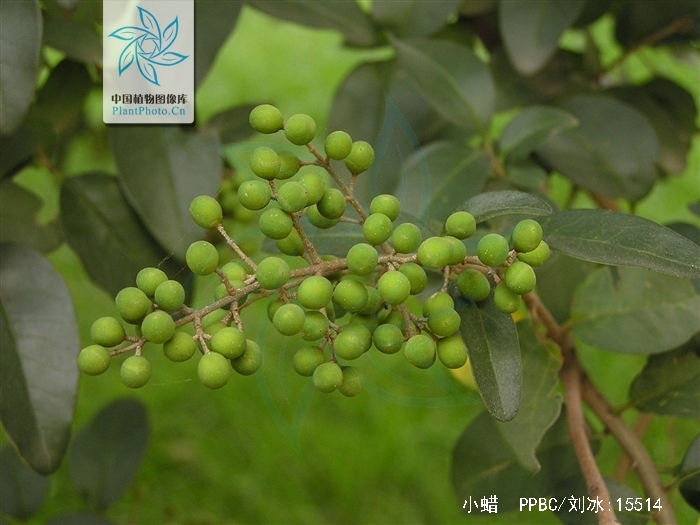 ligustrum sinense lour.