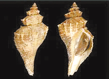 主要分布在日本海及中国东,南沿海地区.管角螺生长速度较快.