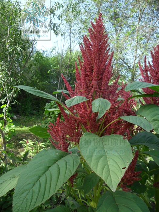  p>千穗谷( i>amaranthus hypochondriacus  /i>l.
