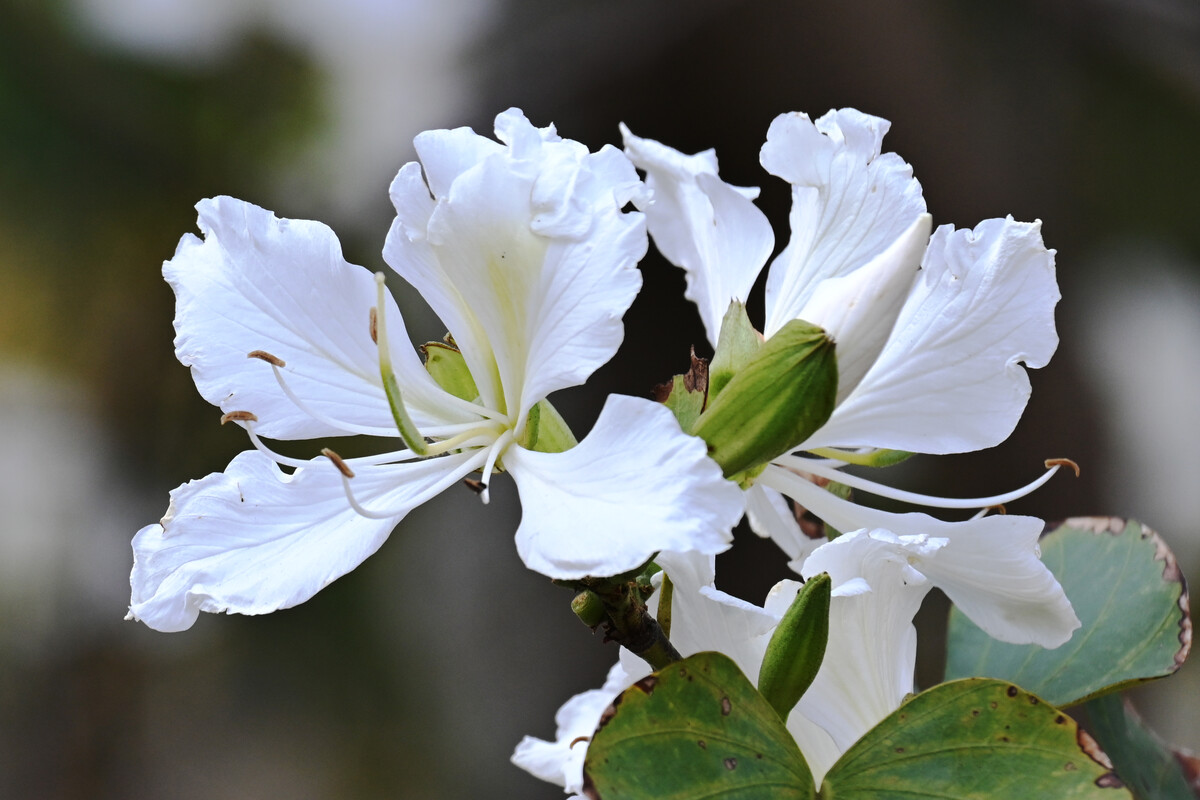 白花羊蹄甲家系128