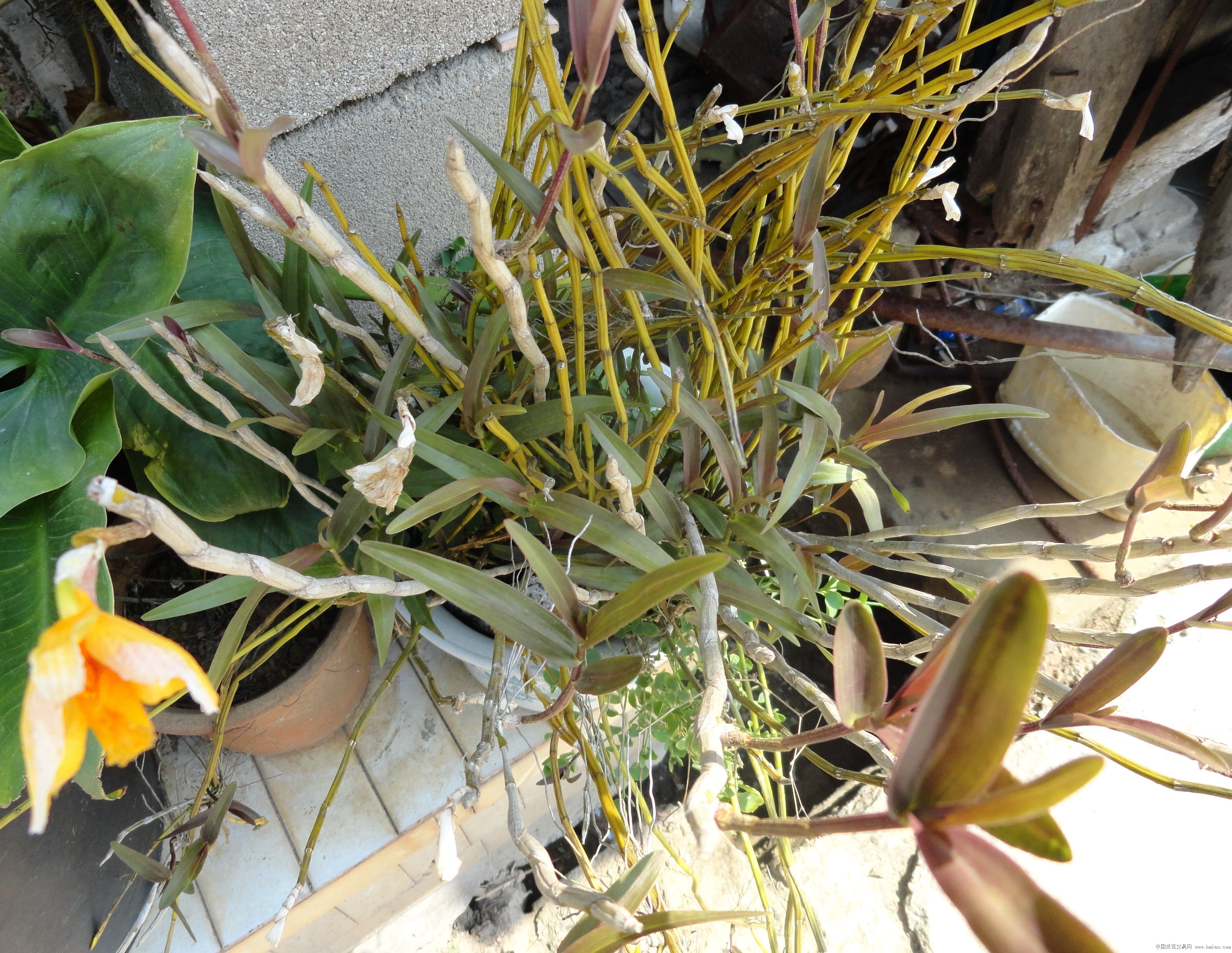 红脉茉莉石斛泰国t1