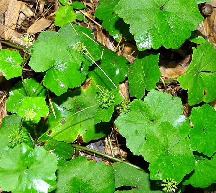  p>中华天胡荽(学名: i>hydrocotyle chinensis /i>  (dunn) craib)