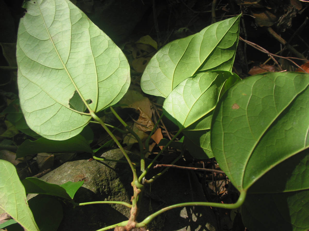 ="/item/防己科/3097694" data-lemmaid="3097694">防己科 /a>植物,藤