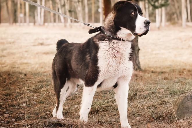 中亚牧羊犬