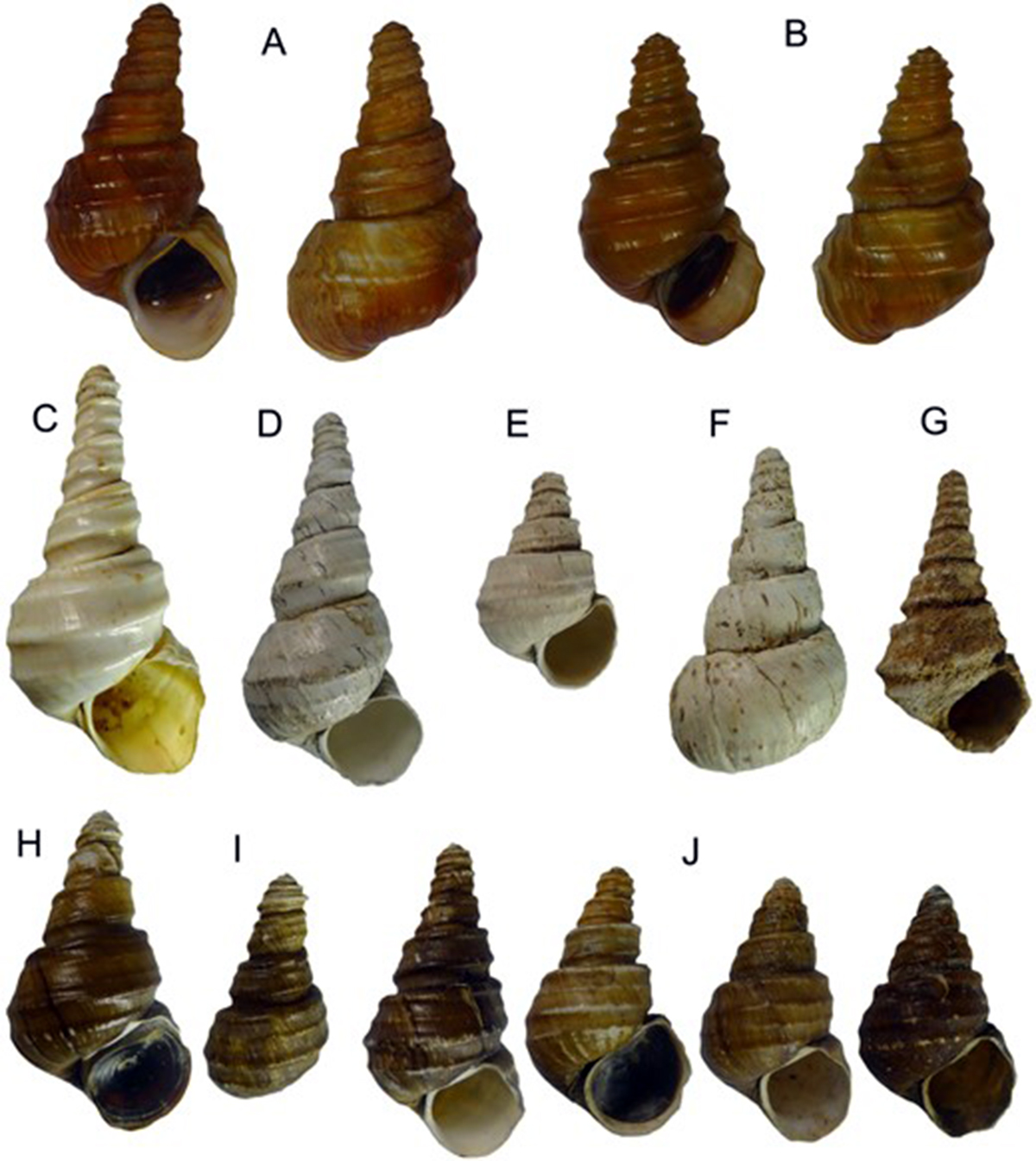 margarya melanoides ssp. mansuy