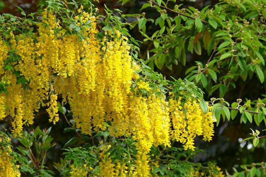 树冠开展,树皮灰色,厚鳞片状开裂;叶对生,广卵形至卵状椭圆形,背面被