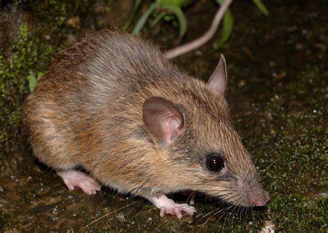  p>北社鼠闹牛亚种(学名: i>niviventer confucia