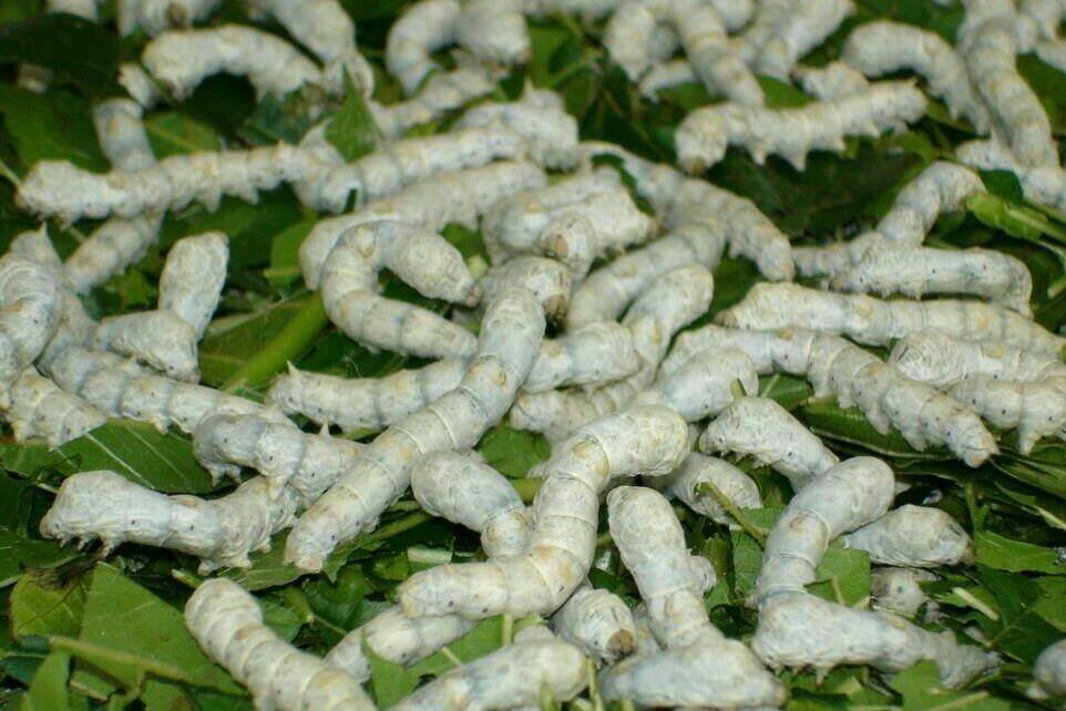  p>95中蚕,四眠,素斑体型粗壮,茧洁白短椭, 蛾体白 /p>