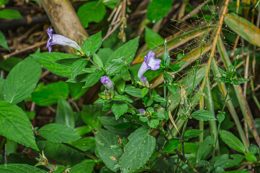  p>台湾马蓝(学名: i>strobilanthes formosana /i> s.