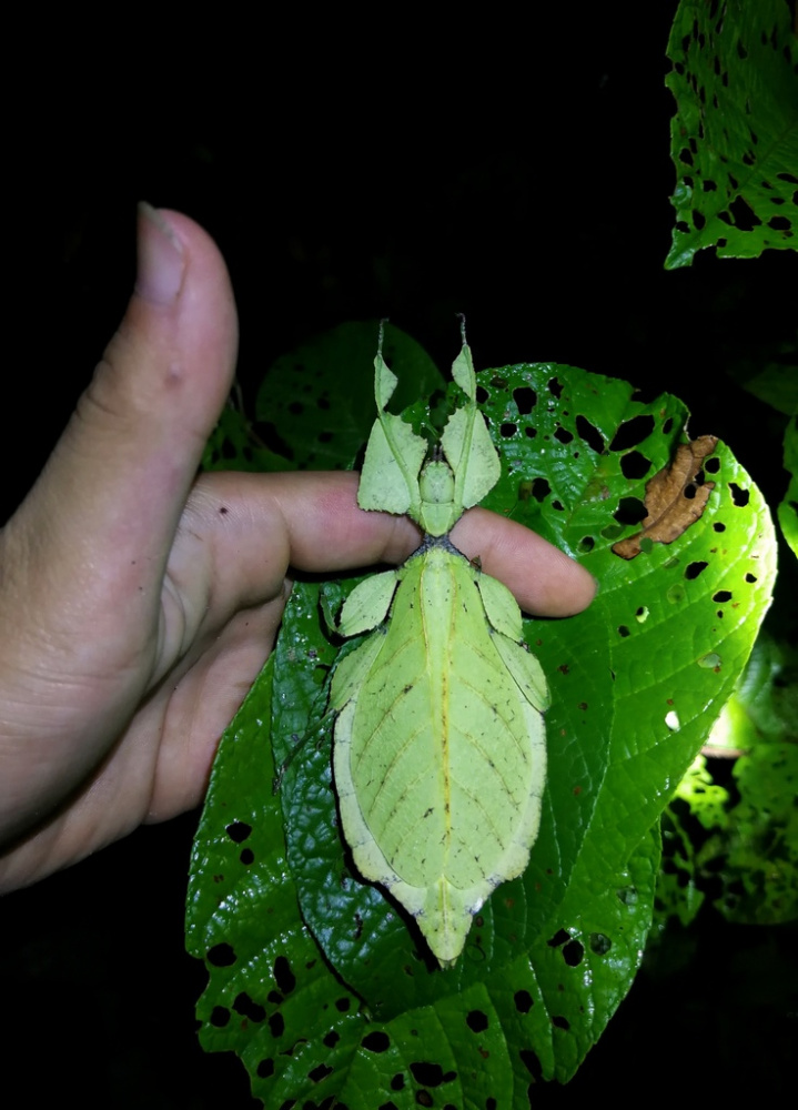 竹节虫（昆虫纲有翅亚纲竹节虫目下的动物统称）_百度百科