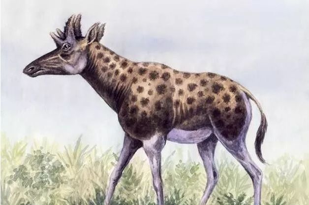 古长颈鹿 /b>( i>palaeotragus /i>),又名 b>古鹿兽 /b>或 b>古麟 /b>