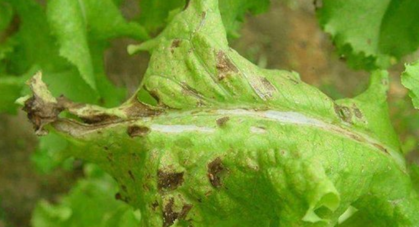  p>莴苣炭疽病是由莴苣盘二孢菌引起的,发生在莴苣的一种病害.