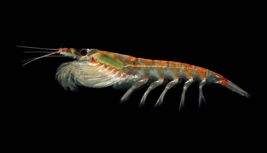  p>南极磷虾(学名: i>euphausia superba /i>)是磷虾科,磷虾属虾类.