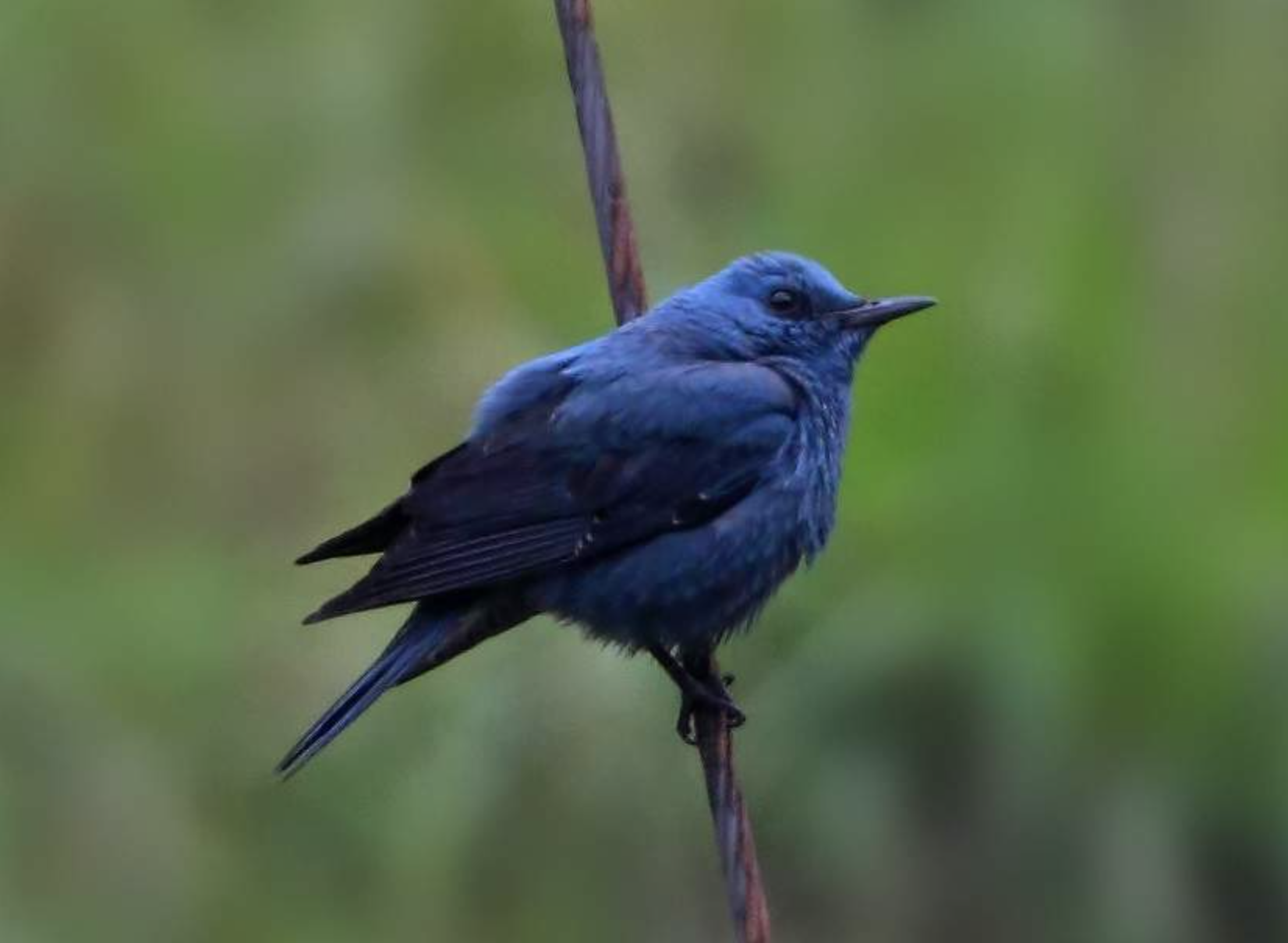 grandala  coelicolor