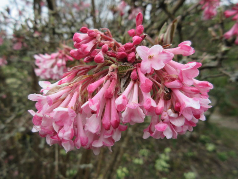  p>大花荚蒾(学名: i>viburnum grandiflorum  /i>wall. ex dc.