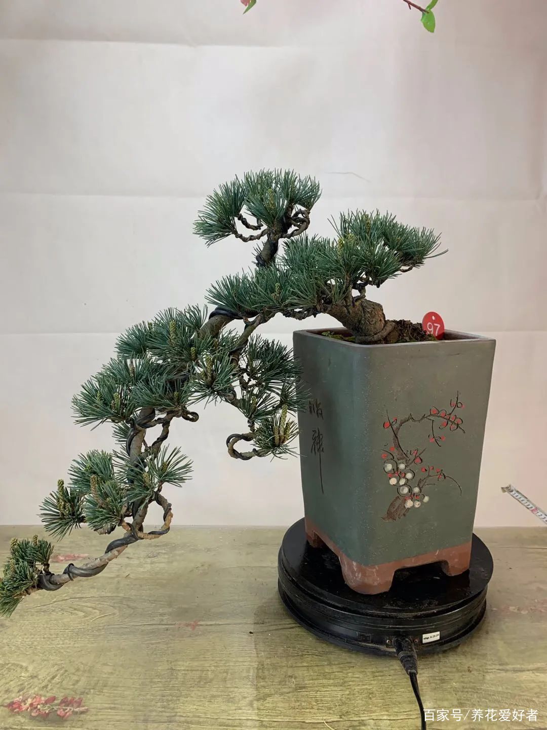 家养5种松，招福旺运添喜气，镇宅守家保平安，越养越值钱！_百科TA说