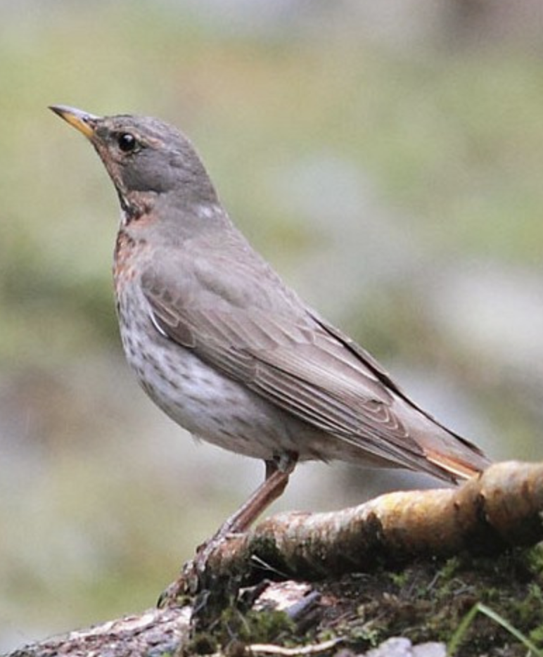  p>赤颈鸫(学名: i>turdus ruficollis /i>)是鸫科,鸫属中型鸟类,体长