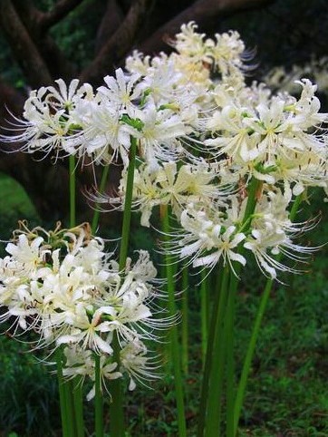 曼陀罗华,白色彼岸花