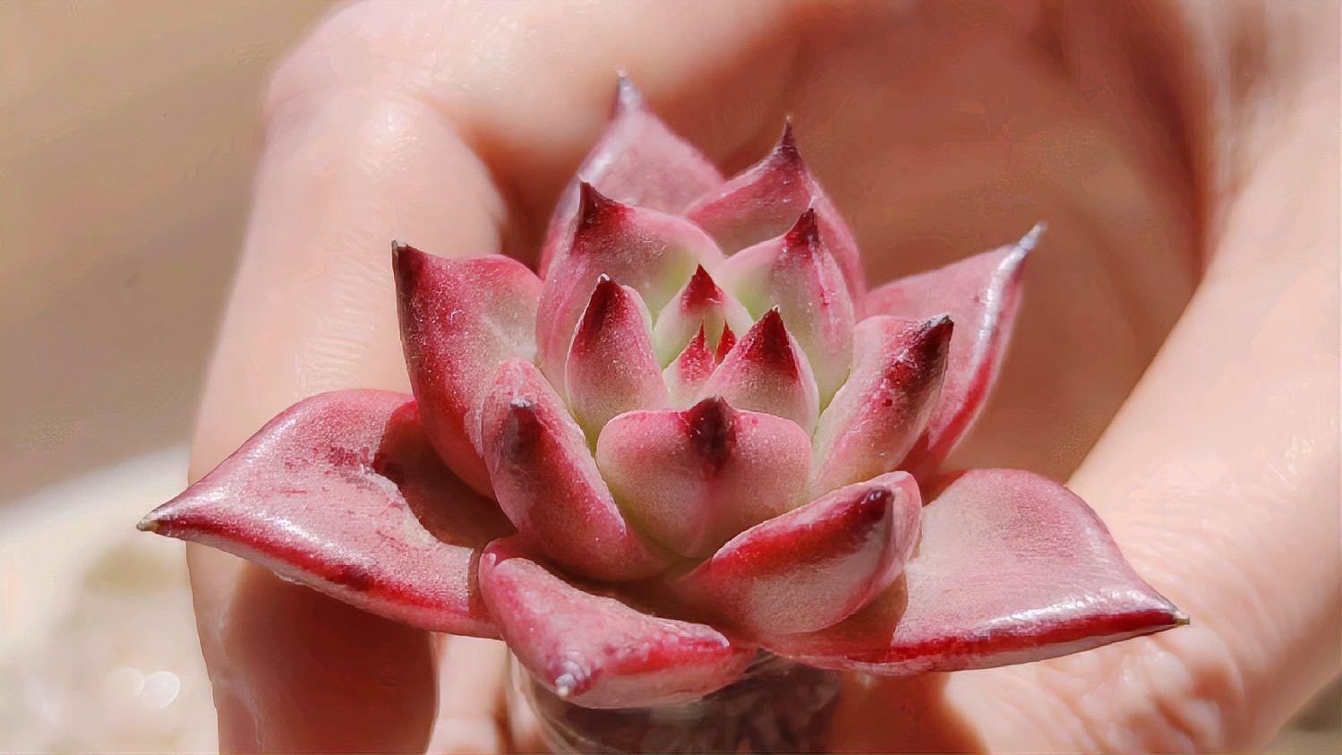多肉植物 植物的一个种类 百度百科