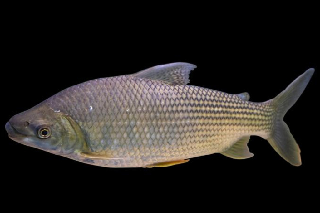 条纹鲮脂鲤