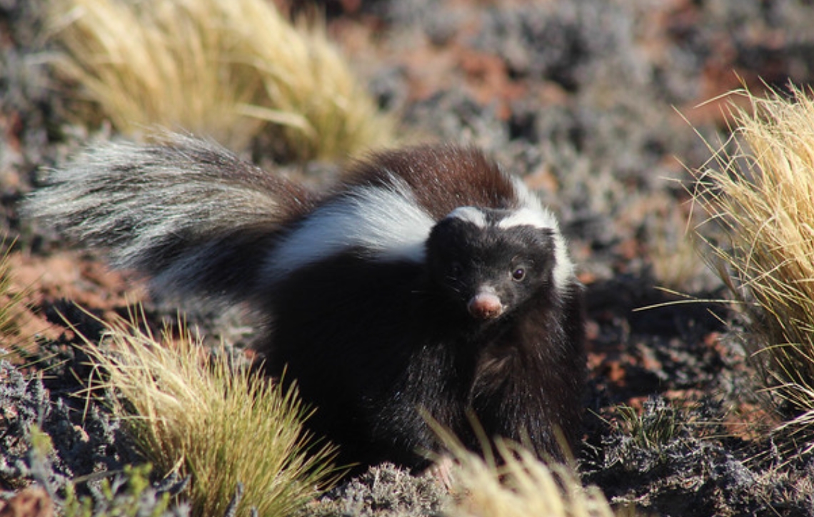 巴塔戈尼亚獾臭鼬