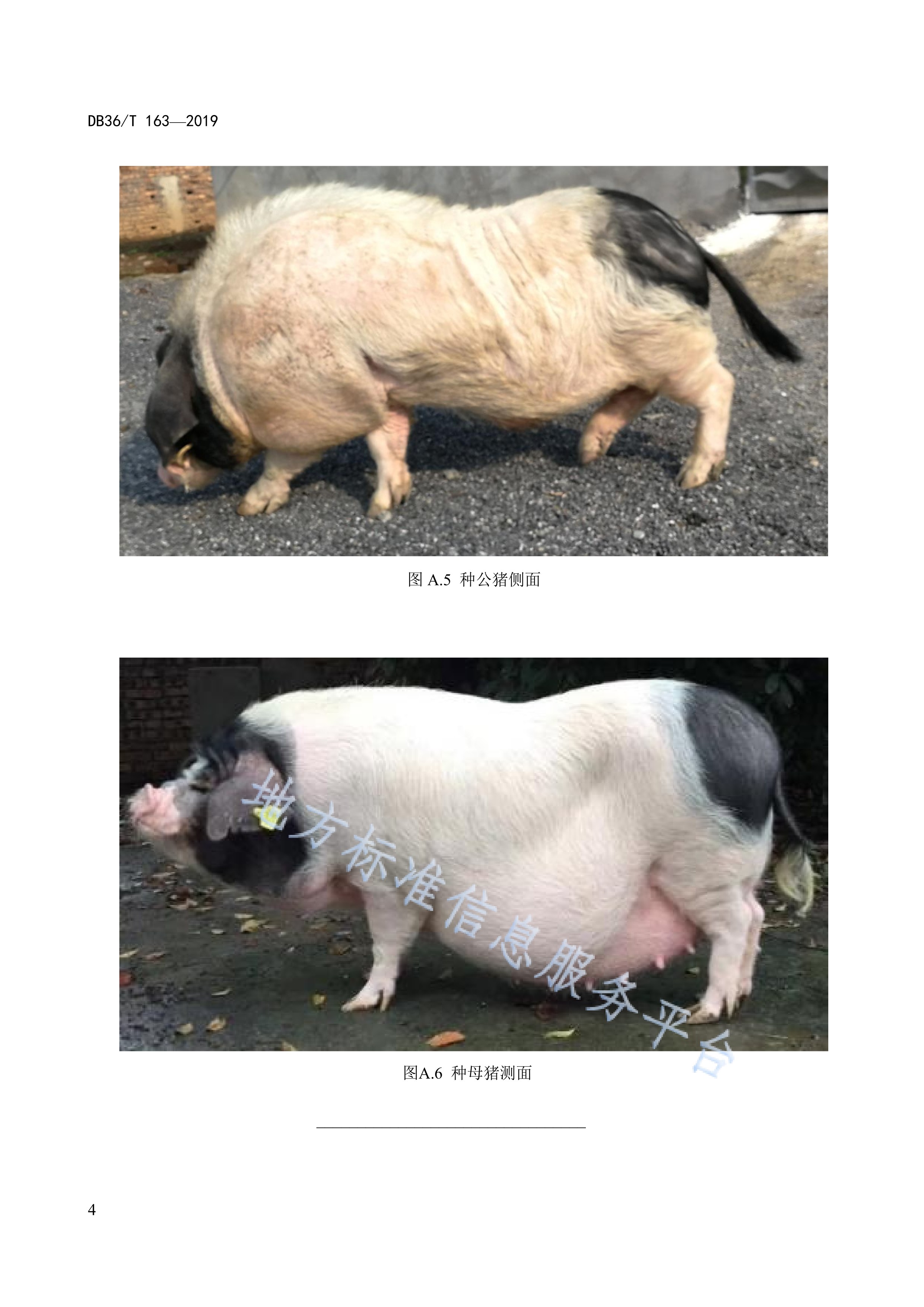  p>《华中两头乌猪之赣西两头乌猪》(db36/t 163-2019)是2020年5月1日