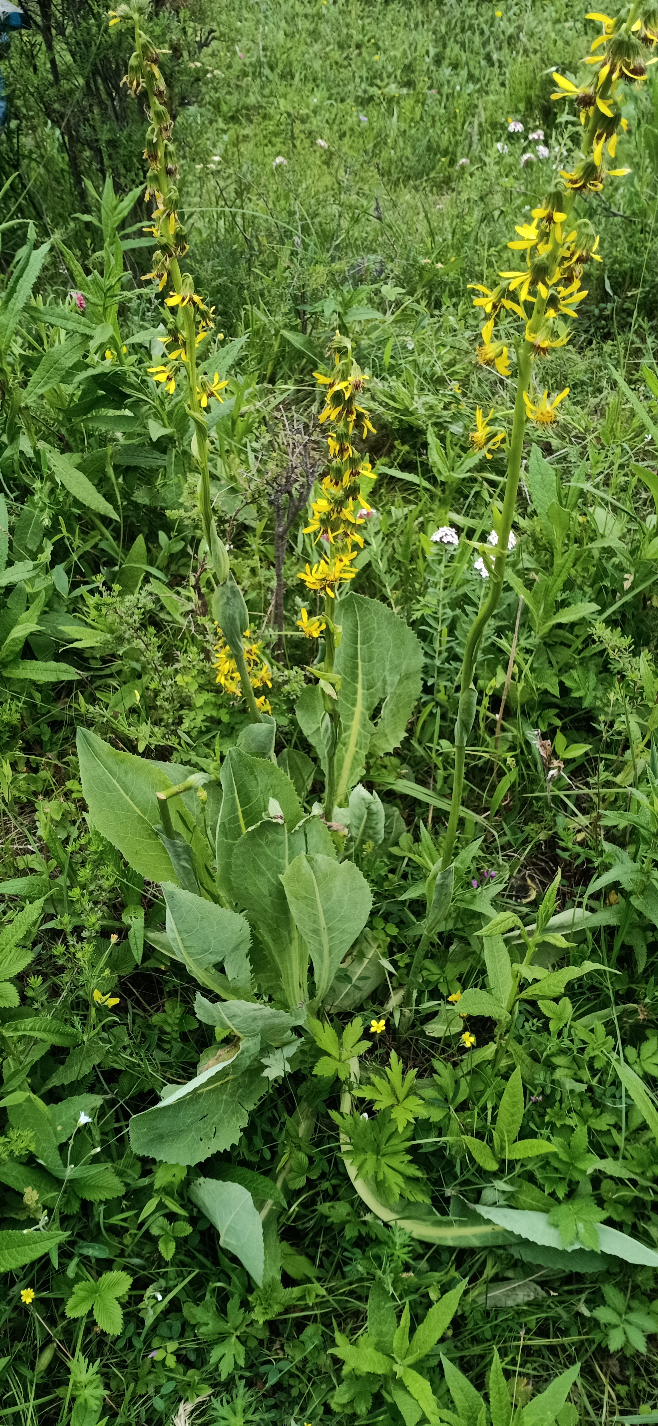  p>橐吾指的是多年生草本.根肉质,细而多.茎直立.