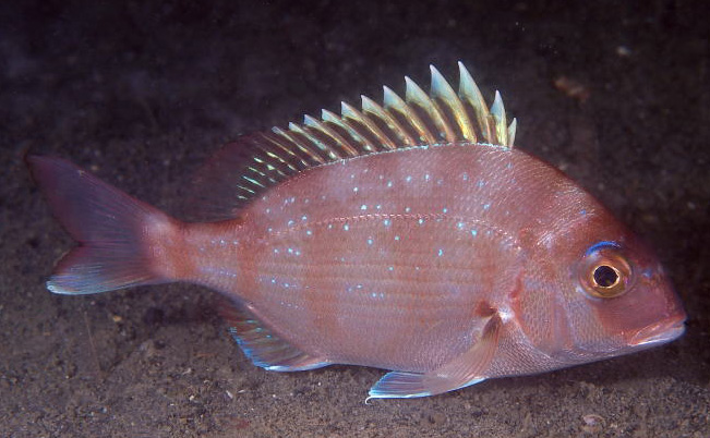  p>真鲷(学名: i>pagrus major /i>)是鲷科,真鲷属鱼类.