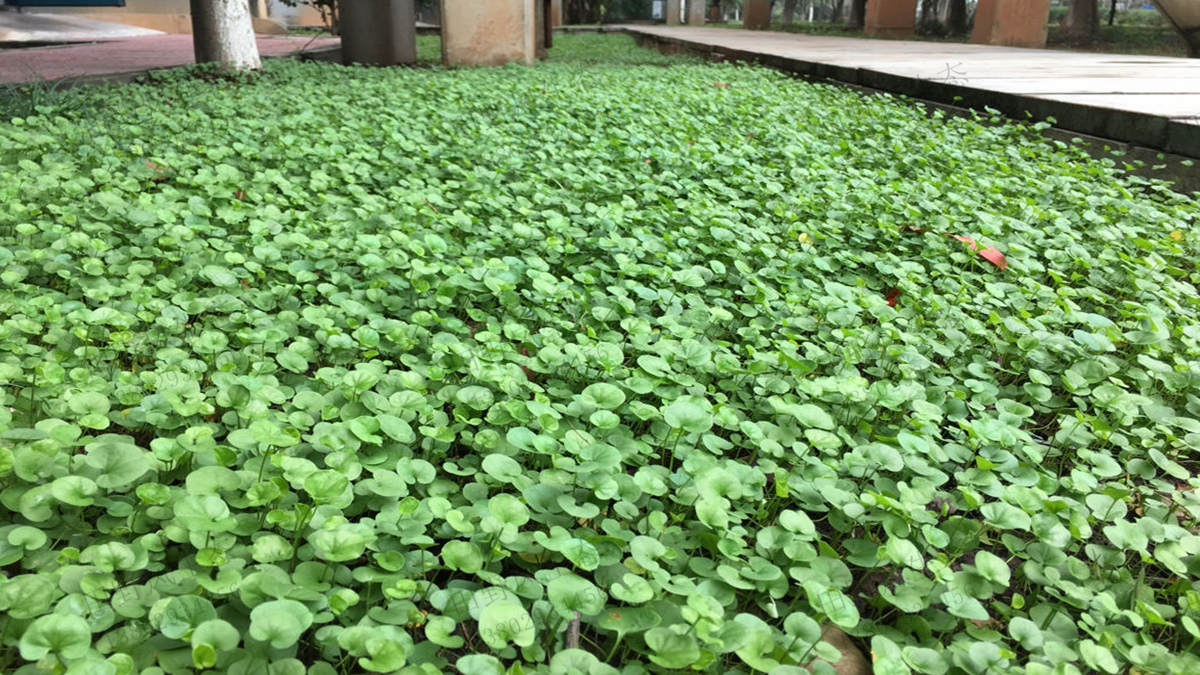  p data-id="txtinijjyhfi">马蹄金是旋花科马蹄金属多年生草本植物.