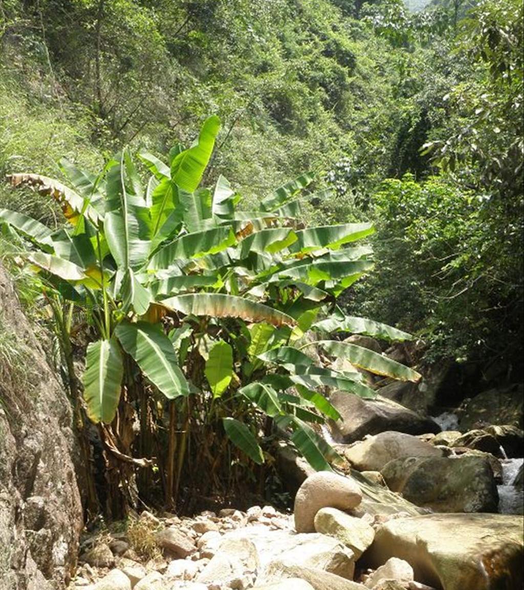  p>野蕉(学名: i>musa balbisiana  /i>colla)是芭蕉科,芭蕉属 多年生