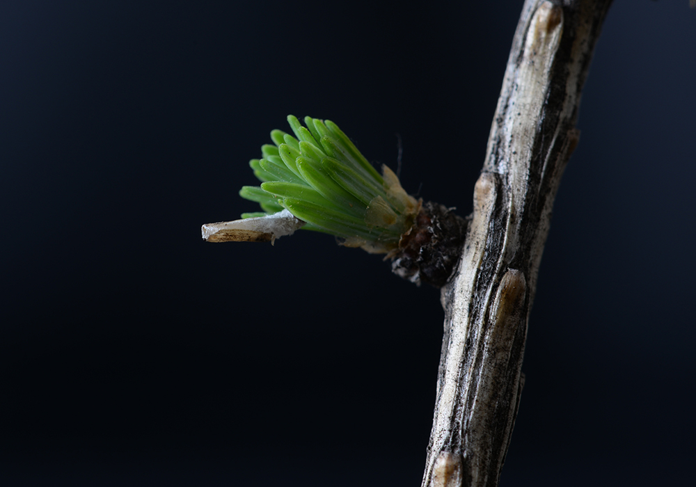 id="1534992">鳞翅目 /a> a target="_blank" href="/item/鞘蛾科/3