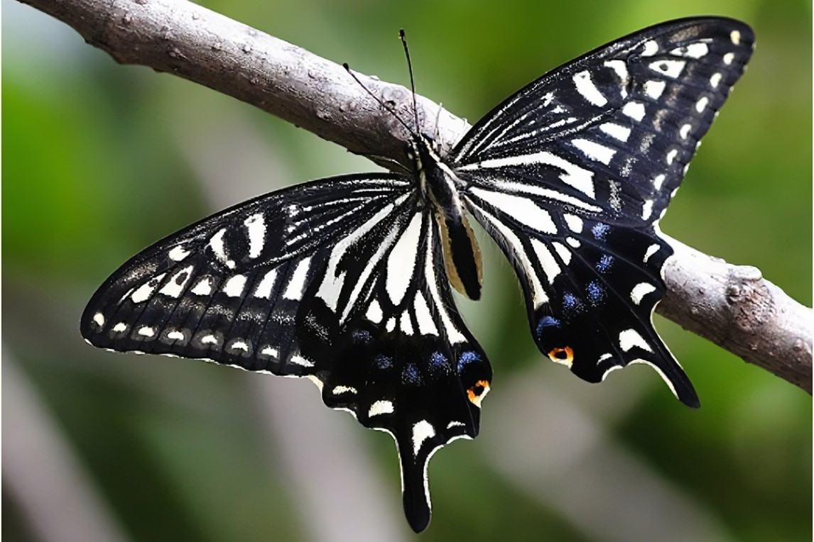 柑橘凤蝶台湾亚种