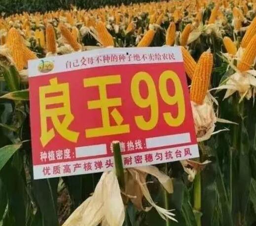 id="gncn5thhf8">良玉99号由丹东登海良玉种业有限公司选育的玉米品种