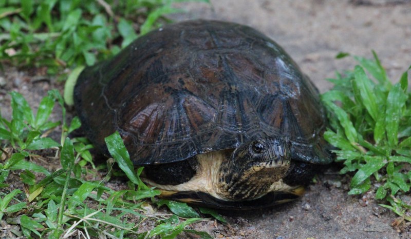 p>齿缘摄龟(学名: i>cyclemys dentata /i>)是龟科,摄龟属动物.