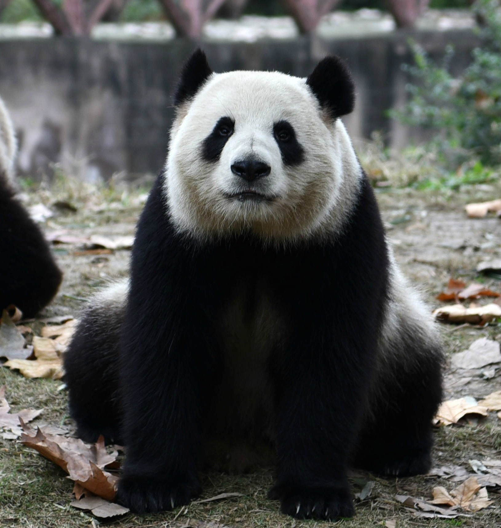 雌性 a target="_blank" href="/item/大熊猫/34935" data-lemmaid="